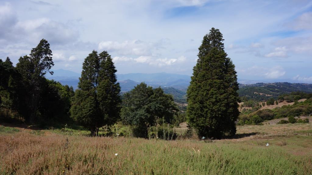Zona Protectora El Chayote Arboles – Municipalidad de Naranjo